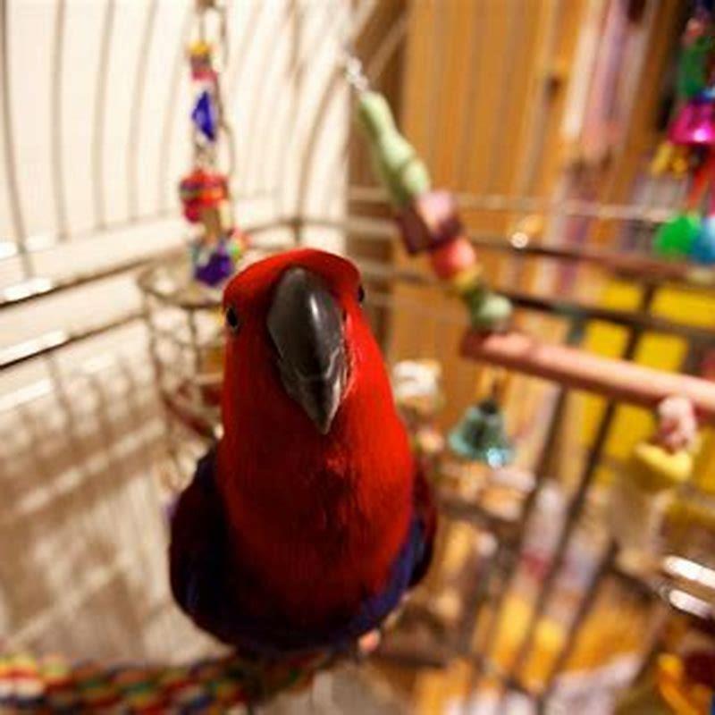 What is bird home called?