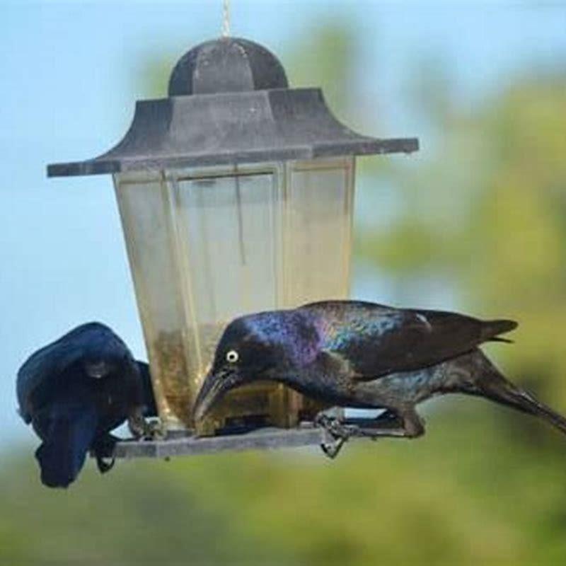 What is blackbirds favorite food?