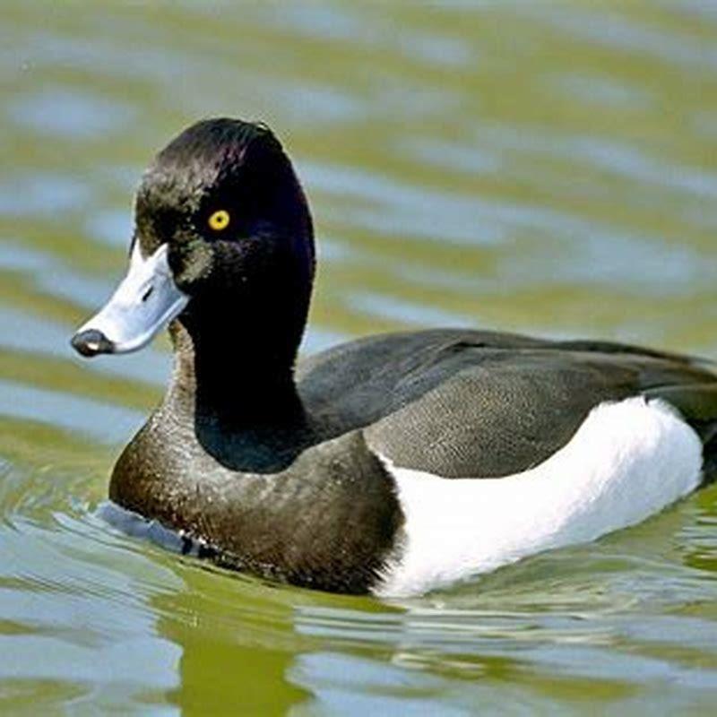 What is considered a scaup duck?