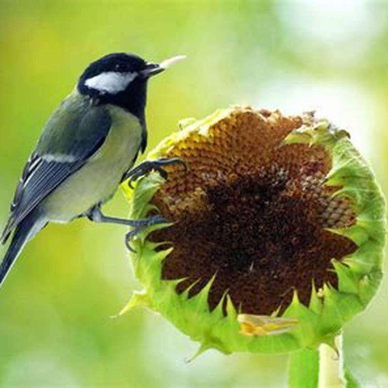 what-is-eating-my-sunflower-diy-seattle