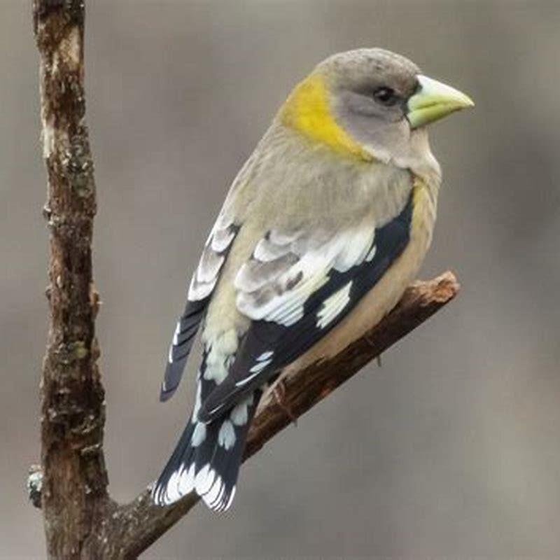 What is it called when birds sing in the evening?
