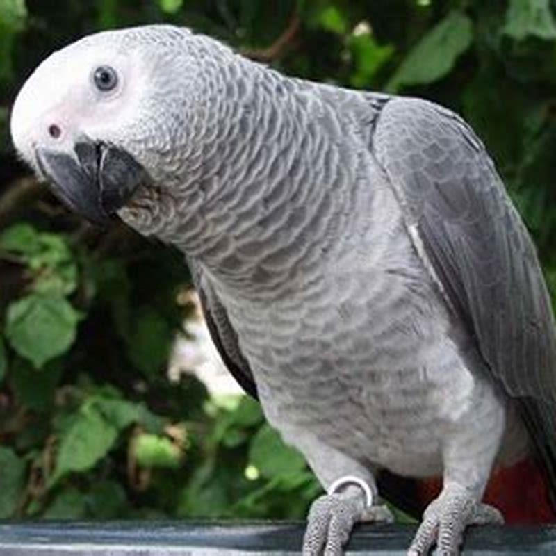 What is it like to own an African GREY parrot?