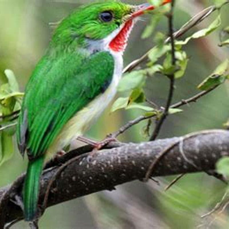 What is Puerto Rico's national bird? - DIY Seattle