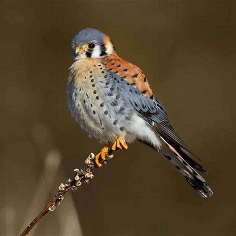 What is special about a kestrel?