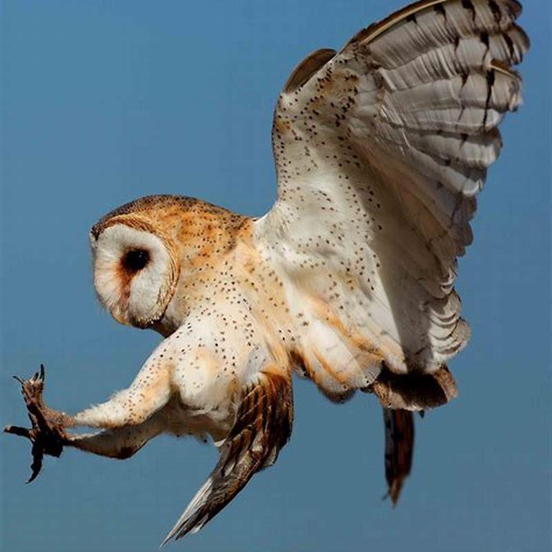 What is special about barn owls? - DIY Seattle