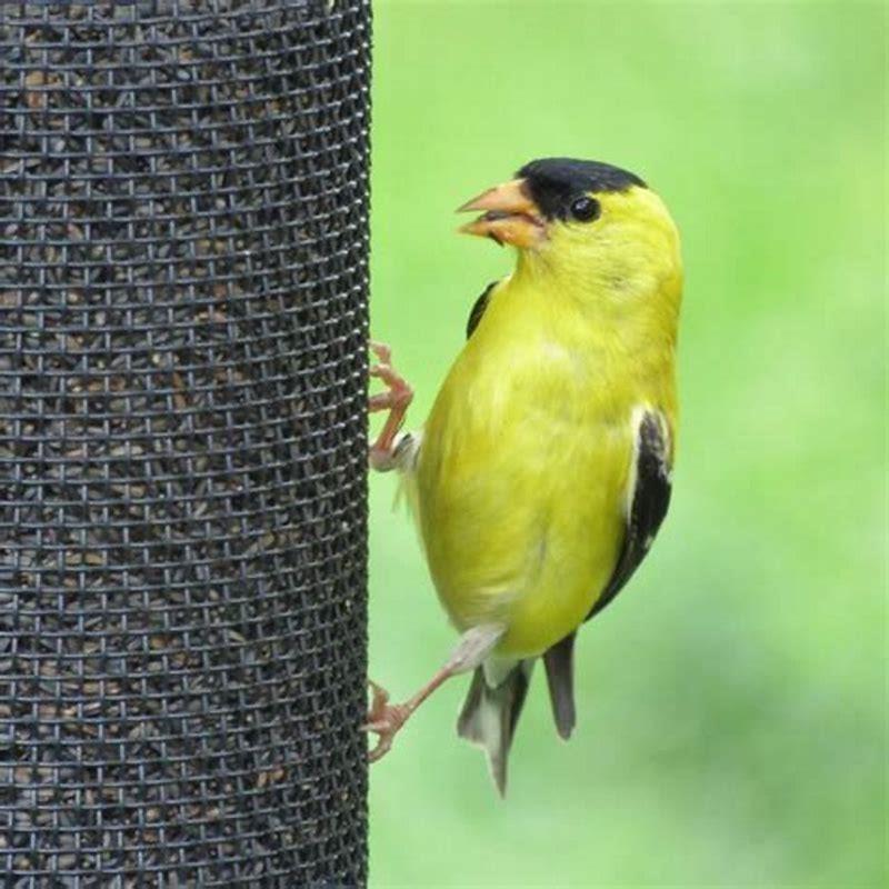 What is the best bird food to attract goldfinches?