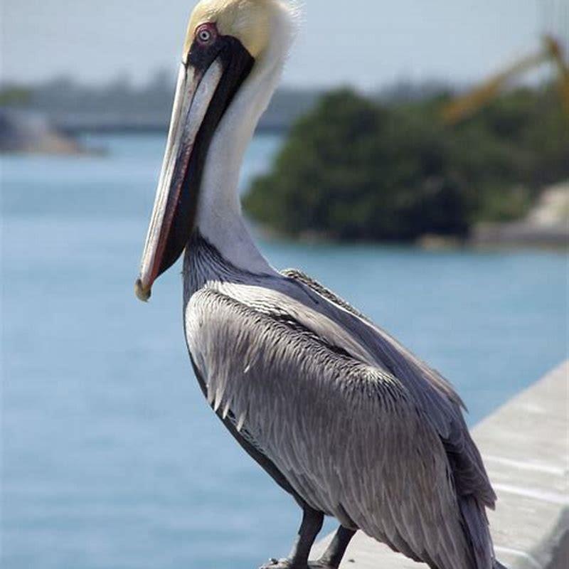 What is the brown pelican known for?