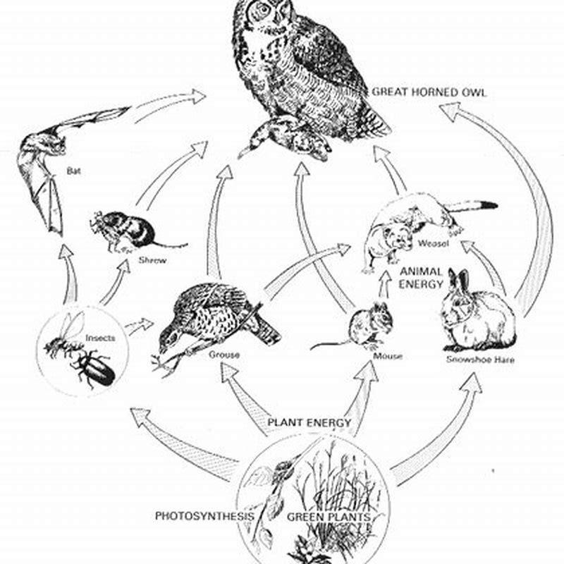 What Is The Burrowing Owl Food Chain Diy Seattle