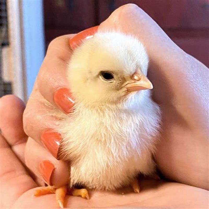 What is the cutest baby bird?