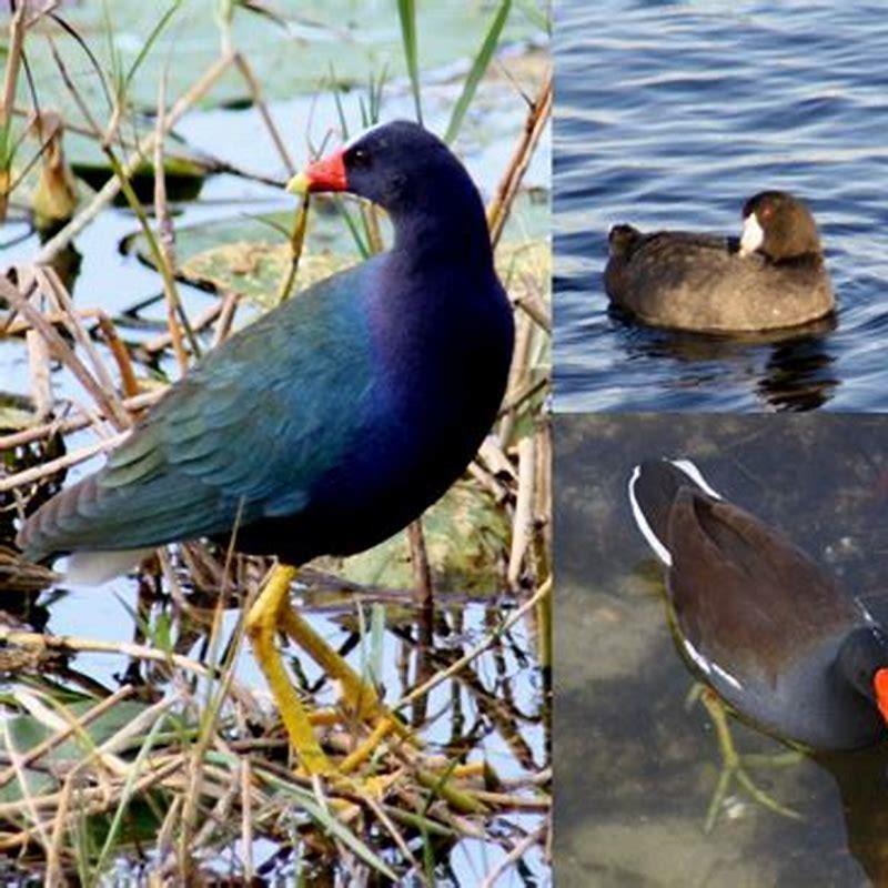 What is the difference between a Common Moorhen and a Common Gallinule