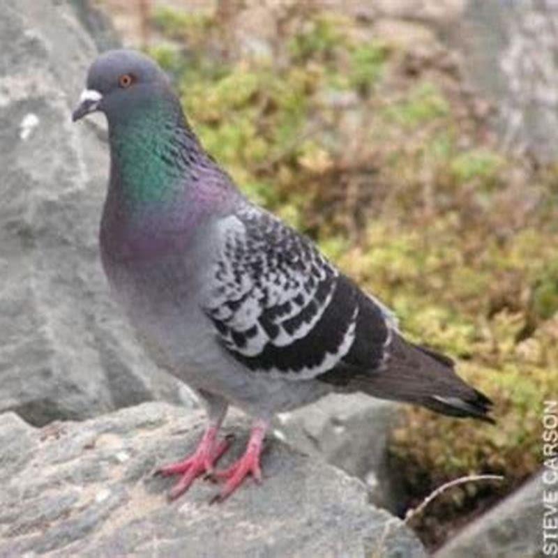 What is the difference between a mourning dove and a common ground dove?