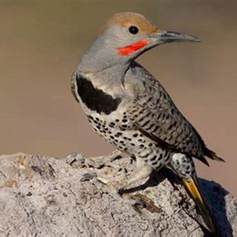 what-does-it-mean-when-you-see-a-northern-flicker-16-spiritual-meanings