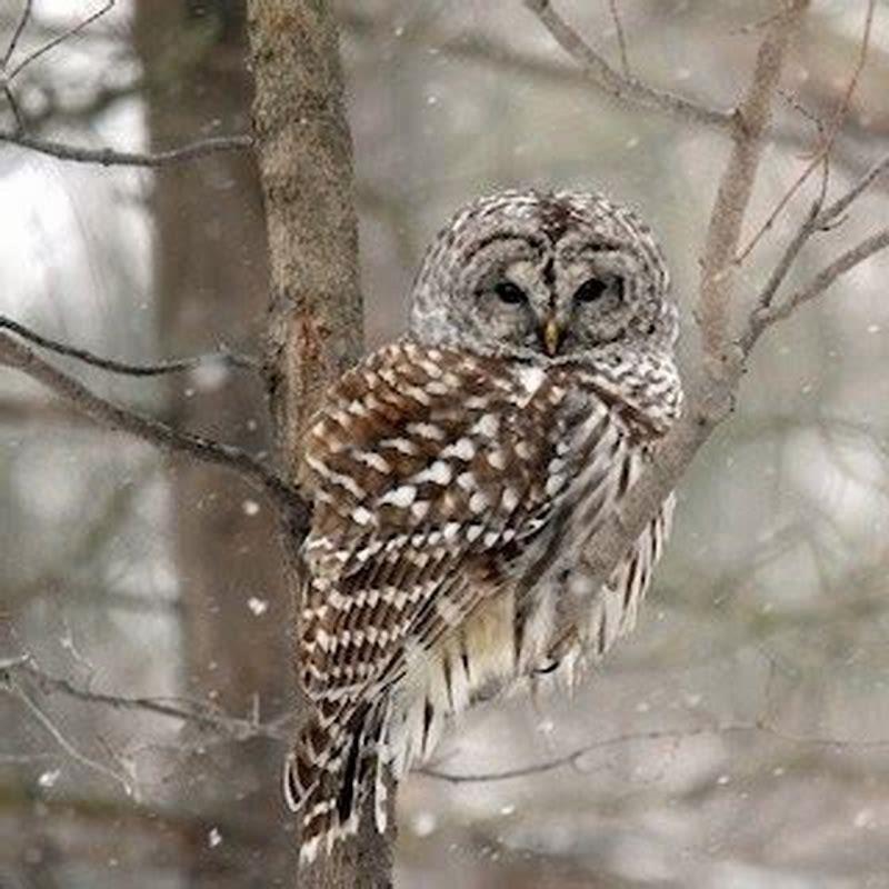 What is the difference between Western and Eastern screech owls?