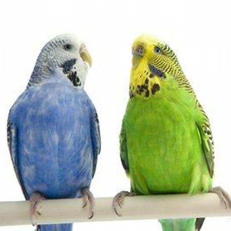 What is the friendliest type of parakeet?