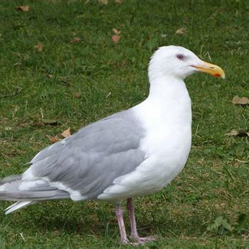 What is the largest breed of seagull? - DIY Seattle