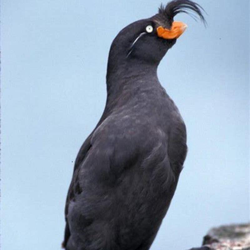 What is the meaning of auklet?