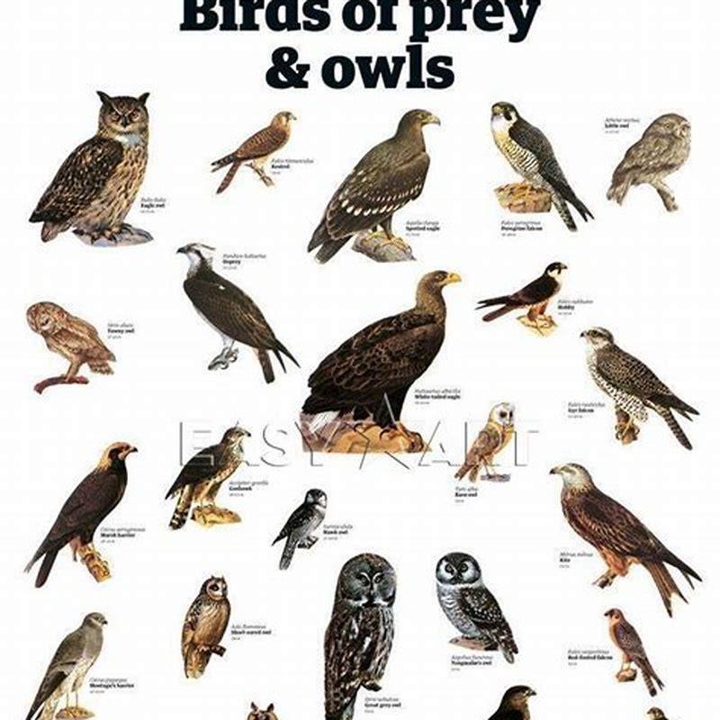 What is the meaning of bird prey?