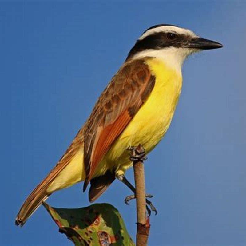 What is the meaning of kiskadee?