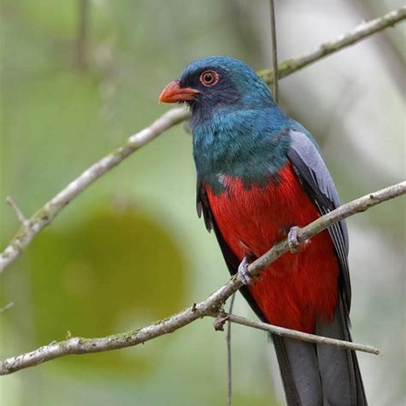 What is the meaning of trogon?