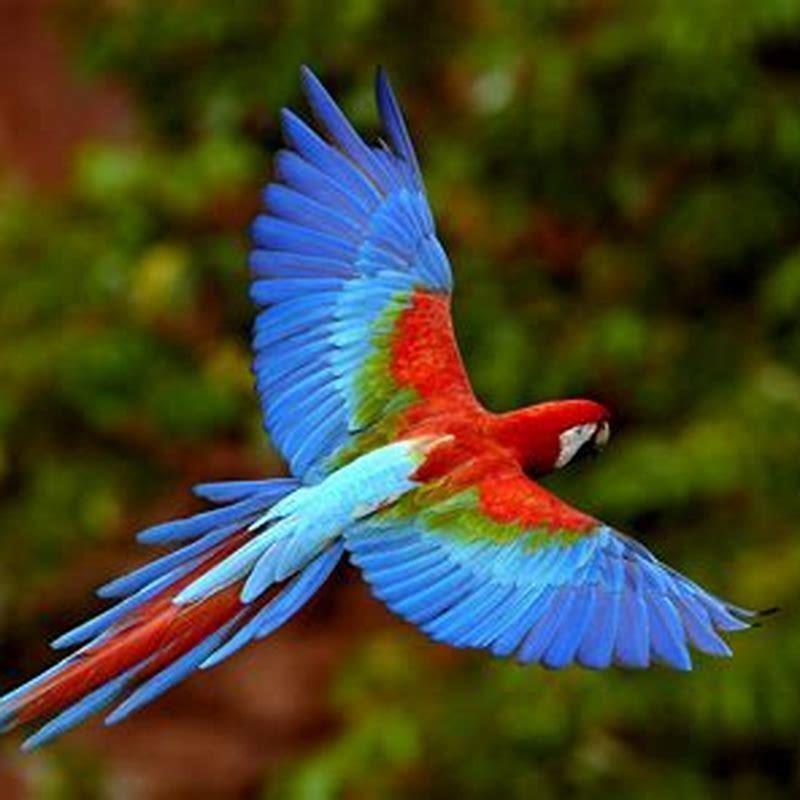 What is the most beautiful bird on earth?