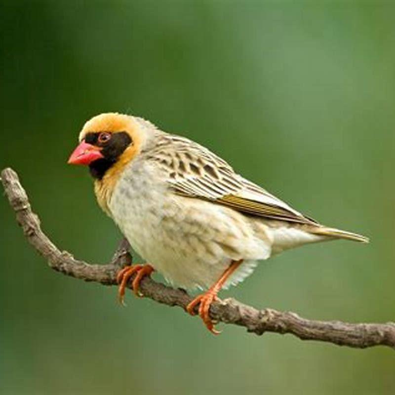 What is the most common bird in Africa?