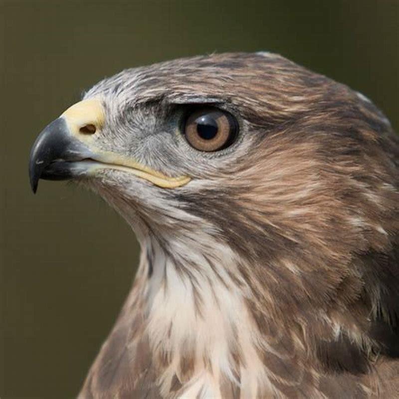 What is the most common bird of prey?