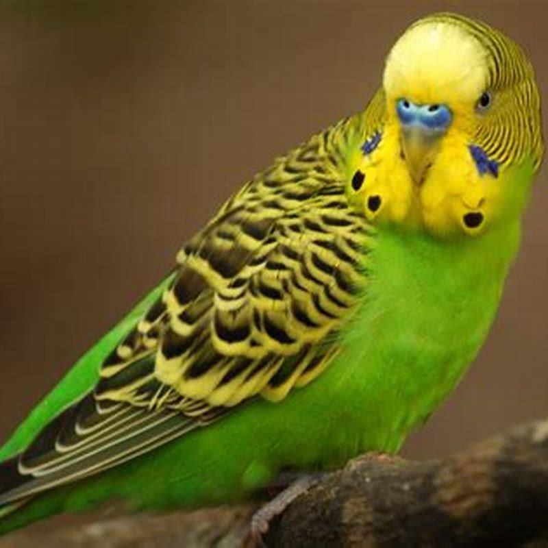 What is the name of a yellow parakeet?
