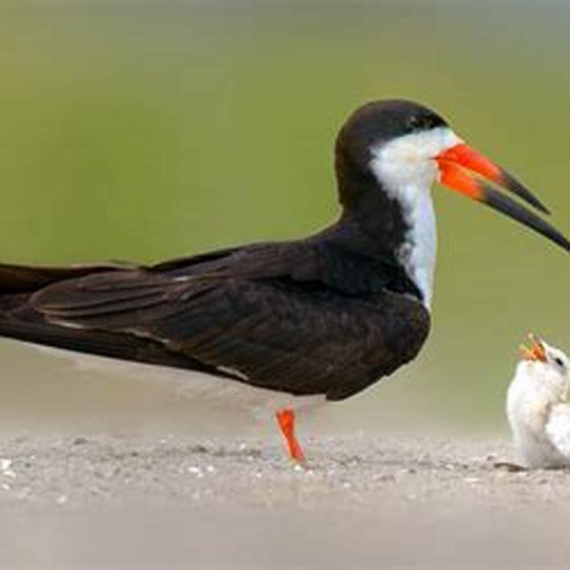 What is the predator of a Black Skimmer?