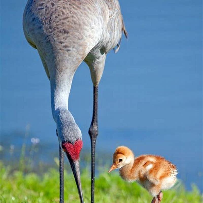 What is the sandhill cranes favorite food?