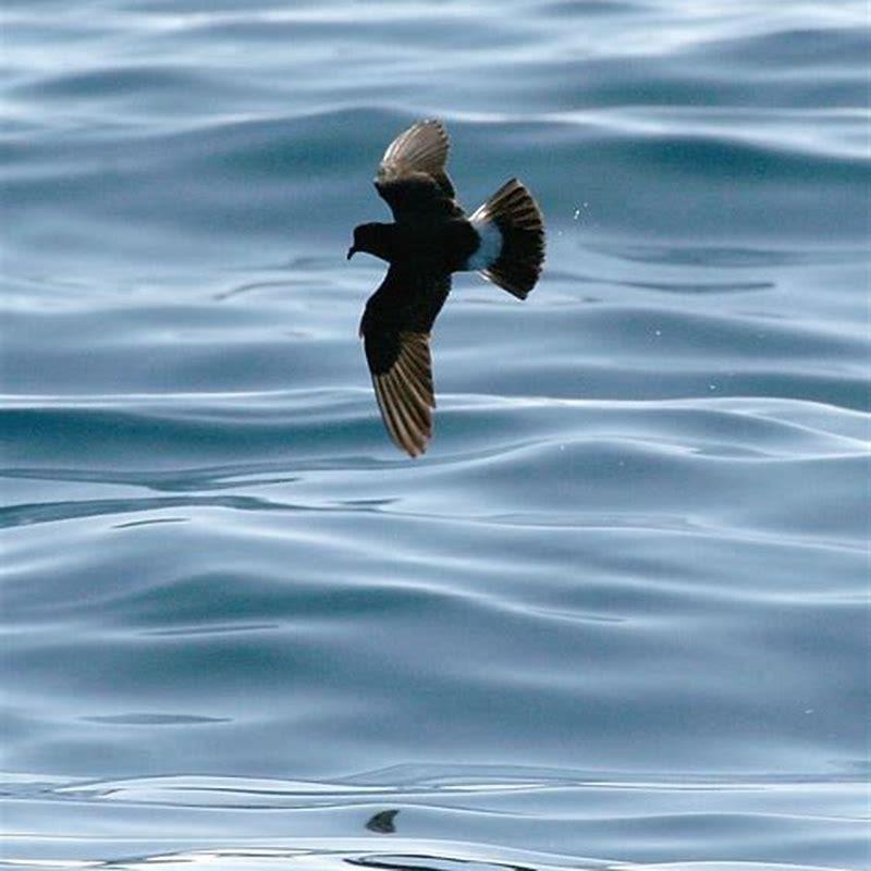 What is the smallest petrel?