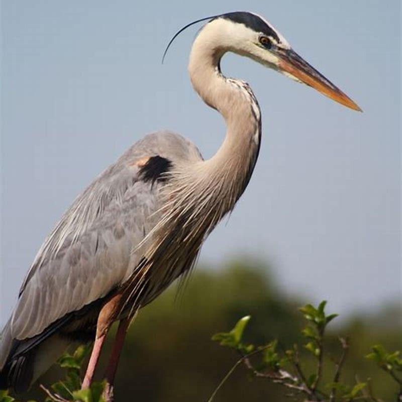 What is unique about the great blue heron?