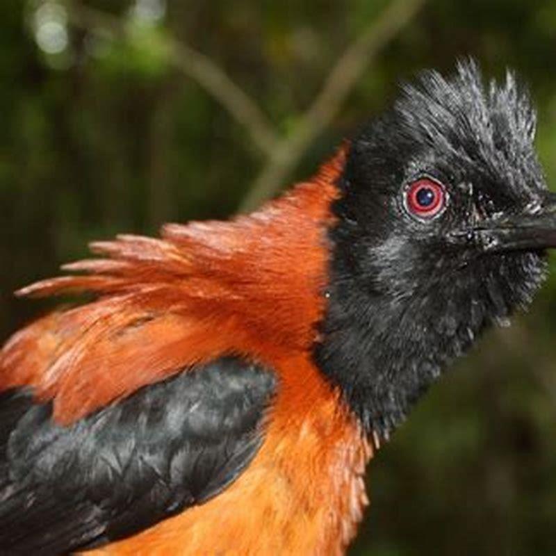 What is very toxic to birds?