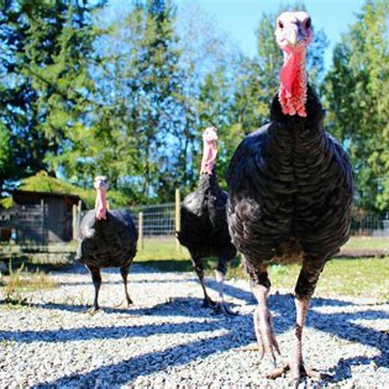 What is wild turkeys favorite food? Biology Diagrams