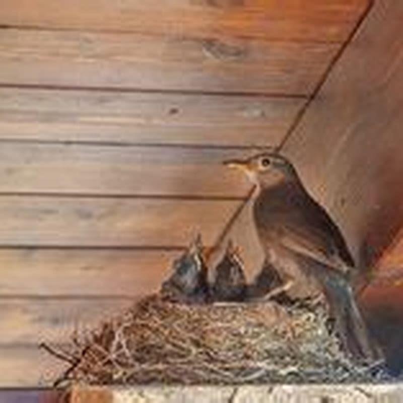 What keeps birds off your patio?