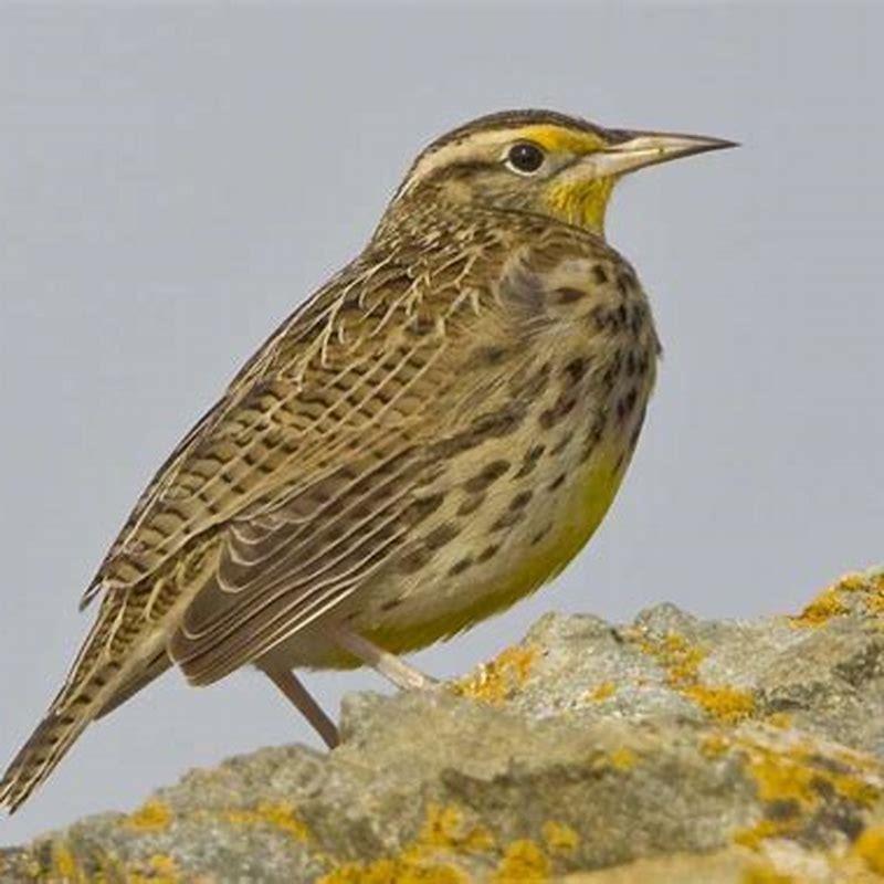What kind of bird is a meadowlark?