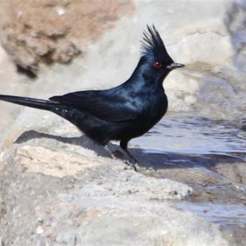 What kind of bird is a phainopepla?