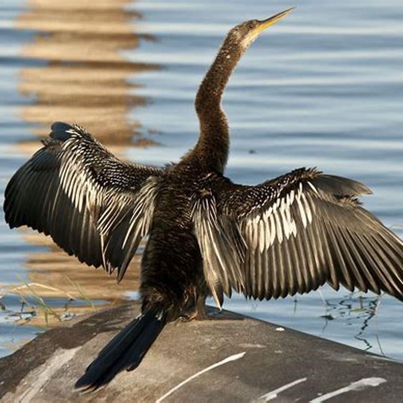What kind of bird is an anhinga?