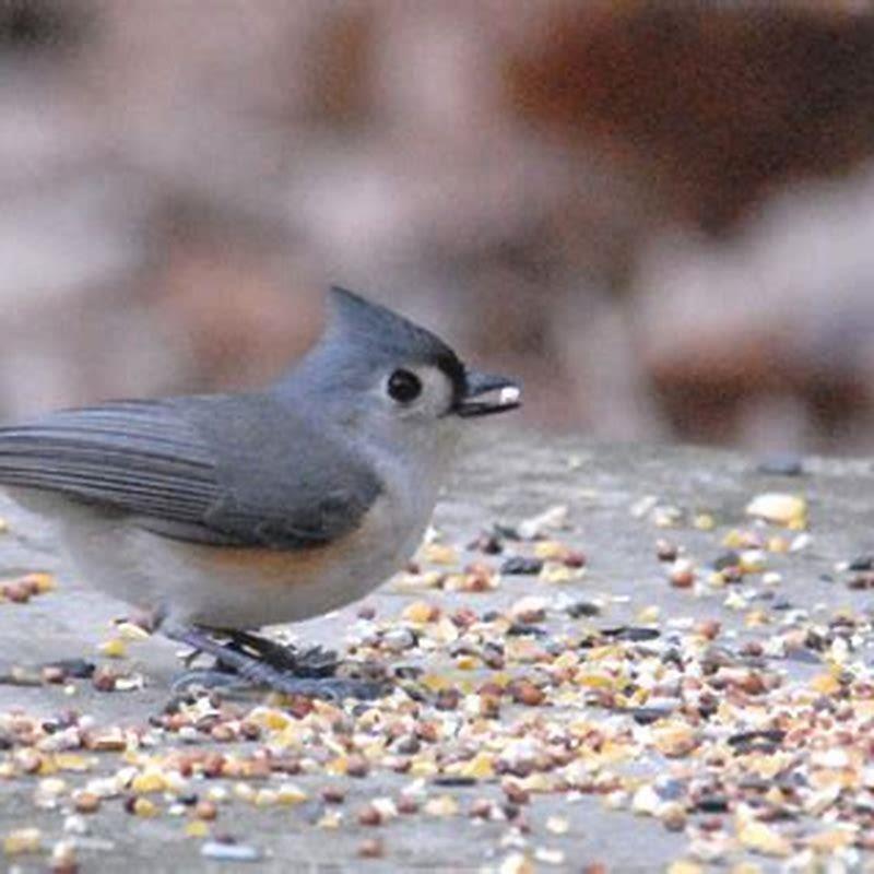 What kind of bird looks like a gray cardinal?