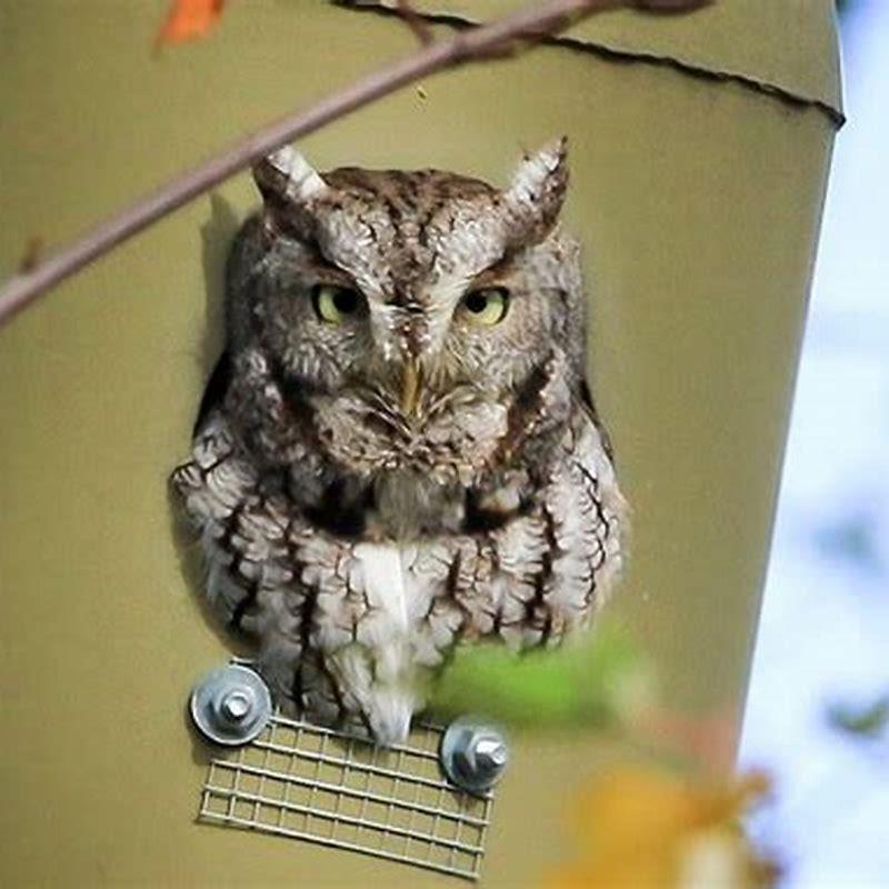 What kind of bird sounds like it’s screaming at night?