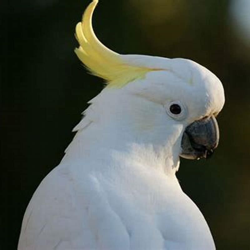 What kind of birds can talk?