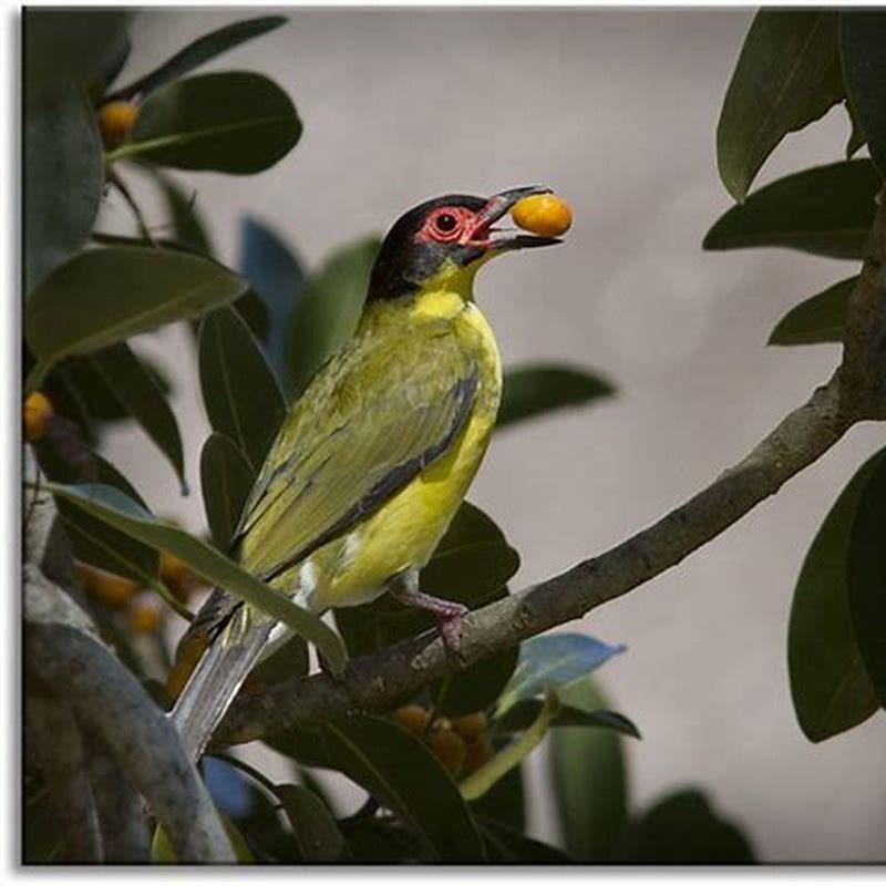 What kind of birds eat figs? DIY Seattle