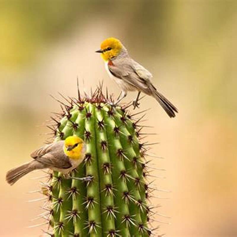 What kind of birds live in a desert?