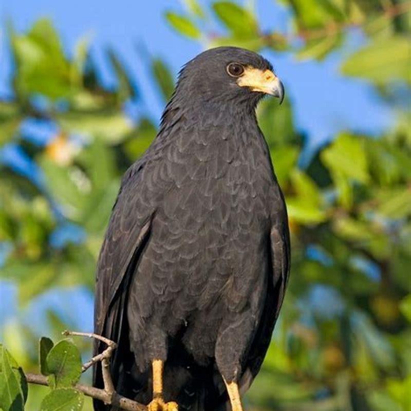 What kind of hawks are all black?