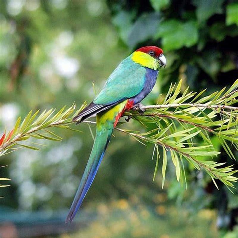 What kind of parrot is red Birb?