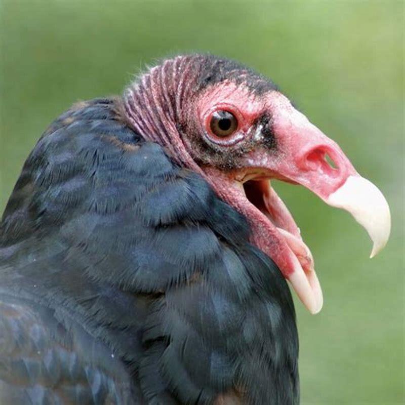 What makes a bird a scavenger?