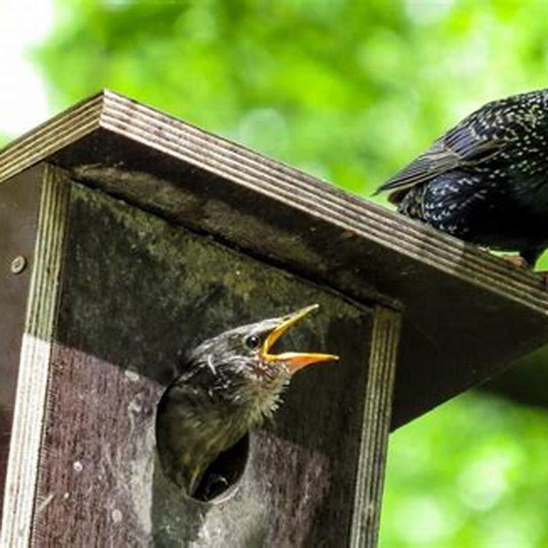 What month do birds fly nest?