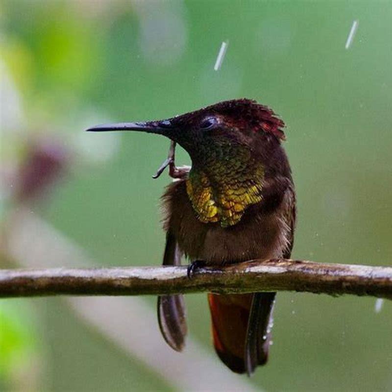 What month do hummingbirds go away?