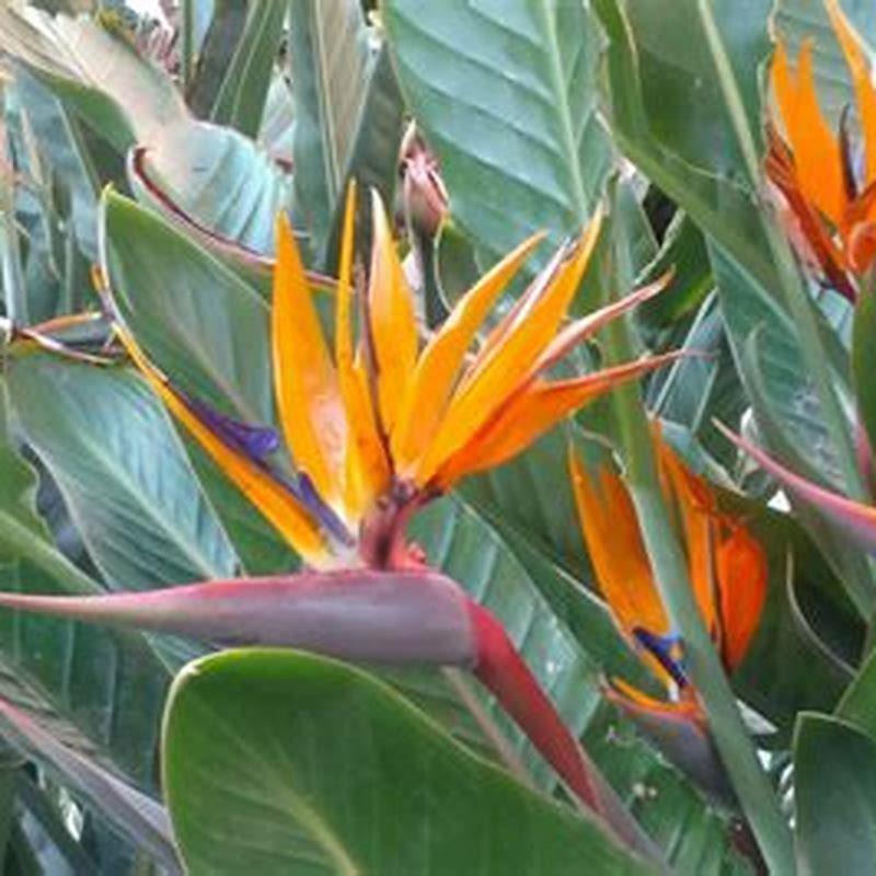 What months do birds of paradise bloom?