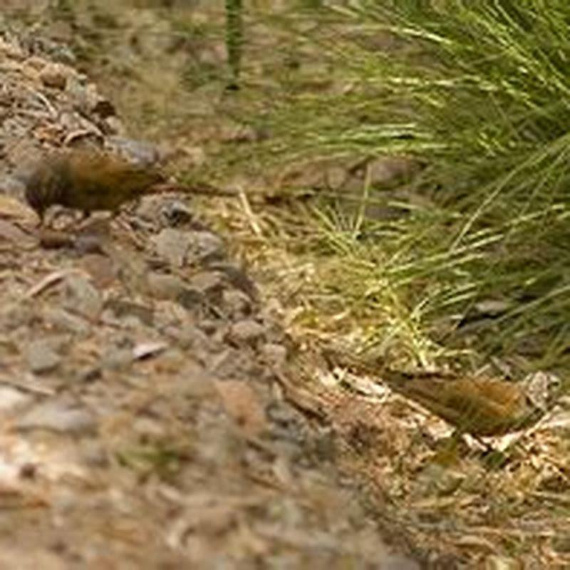 What seeds do meadowlarks eat?