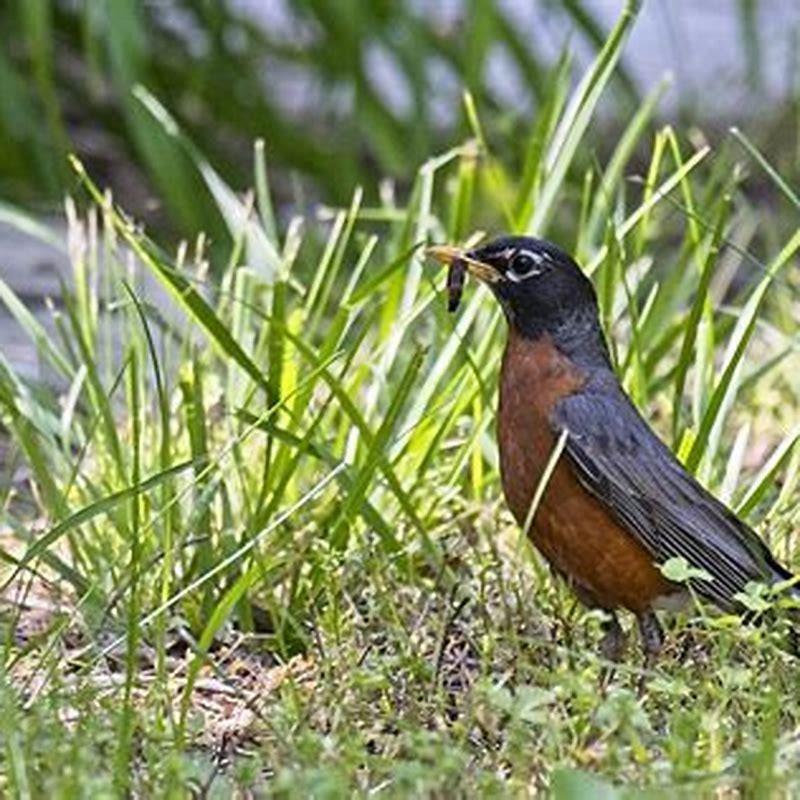 What should I feed birds in the summer?